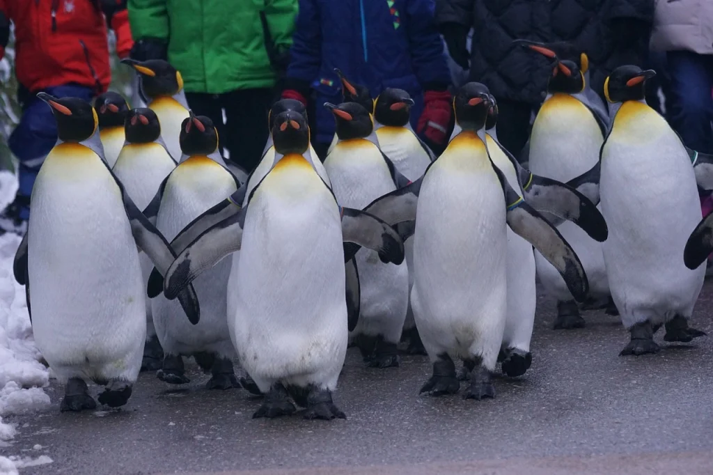 Qlik Anonymous Access, even a penguin can access it. This picture shows a parade of penguins, all of which could theoretically access Qlik Anonymous Access without an ID, an Account or a login